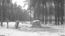 2022_02_02_14_31_38_Hirvekaamera_Saaremaal_Deer_camera_in_Saaremaa_Estonia_Cervus_elaphus_YouT.png