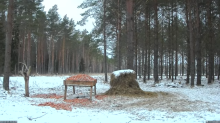 2022_02_02_14_32_26_Hirvekaamera_Saaremaal_Deer_camera_in_Saaremaa_Estonia_Cervus_elaphus_YouT.png