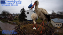 2022_04_20_12_45_43_Gniazdo_Bocianie_Telewizja_Sokółka_NA_ŻYWO_IP_Camera_Stork_s_nest_LIVE_.png