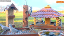2021_11_21_14_40_28_9_LIVE_Bird_Feeder_Cams_From_Around_the_World_2021_Bird_Watching_HQ_Mozill.png