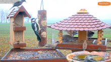 2021_11_23_10_14_19_9_LIVE_Bird_Feeder_Cams_From_Around_the_World_2021_Bird_Watching_HQ_Mozill.png