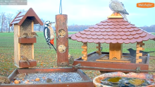 2021_11_25_11_11_34_9_LIVE_Bird_Feeder_Cams_From_Around_the_World_2021_Bird_Watching_HQ_Mozill.png