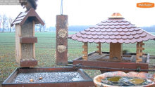 2021_12_04_12_38_51_9_LIVE_Bird_Feeder_Cams_From_Around_the_World_2021_Bird_Watching_HQ_Mozill.png
