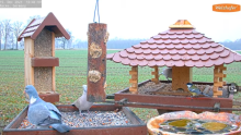 2021_12_15_16_04_28_9_LIVE_Bird_Feeder_Cams_From_Around_the_World_2021_Bird_Watching_HQ_Mozill.png