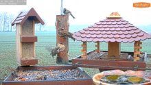 2021_12_18_12_20_54_9_LIVE_Bird_Feeder_Cams_From_Around_the_World_2021_Bird_Watching_HQ_Mozill.png