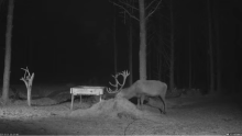 2021_12_20_23_02_28_Hirvekaamera_Saaremaal_Deer_camera_in_Saaremaa_Estonia_Cervus_elaphus_YouT.png