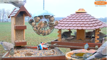 2021_12_27_12_03_05_9_LIVE_Bird_Feeder_Cams_From_Around_the_World_2021_Bird_Watching_HQ_Mozill.png