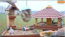 2021_12_27_12_04_57_9_LIVE_Bird_Feeder_Cams_From_Around_the_World_2021_Bird_Watching_HQ_Mozill.png
