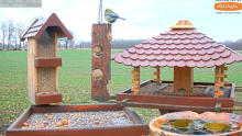 2022_01_01_11_56_42_9_LIVE_Bird_Feeder_Cams_From_Around_the_World_2022_Bird_Watching_HQ_Mozill.png