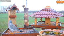 2022_01_05_15_12_41_9_LIVE_Bird_Feeder_Cams_From_Around_the_World_2022_Bird_Watching_HQ_Mozill.png