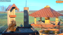 2022_01_11_18_59_39_9_LIVE_Bird_Feeder_Cams_From_Around_the_World_2022_Bird_Watching_HQ_Mozill.png