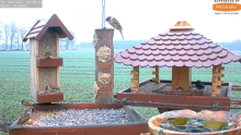2022_01_15_10_18_58_9_LIVE_Bird_Feeder_Cams_From_Around_the_World_2022_Bird_Watching_HQ_Mozill.png