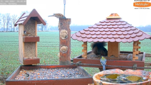 2022_01_15_10_21_57_9_LIVE_Bird_Feeder_Cams_From_Around_the_World_2022_Bird_Watching_HQ_Mozill.png