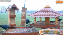 2022_01_15_10_50_45_9_LIVE_Bird_Feeder_Cams_From_Around_the_World_2022_Bird_Watching_HQ_Mozill.png
