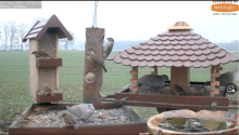 2022_01_16_12_06_54_9_LIVE_Bird_Feeder_Cams_From_Around_the_World_2022_Bird_Watching_HQ_Mozill.png