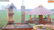 2022_01_17_12_07_11_9_LIVE_Bird_Feeder_Cams_From_Around_the_World_2022_Bird_Watching_HQ_Mozill.png