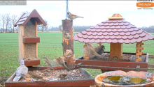 2022_01_18_14_11_30_9_LIVE_Bird_Feeder_Cams_From_Around_the_World_2022_Bird_Watching_HQ_Mozill.png