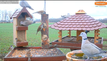 2022_01_18_14_12_37_9_LIVE_Bird_Feeder_Cams_From_Around_the_World_2022_Bird_Watching_HQ_Mozill.png
