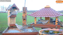 2022_01_20_14_42_41_9_LIVE_Bird_Feeder_Cams_From_Around_the_World_2022_Bird_Watching_HQ_Mozill.png