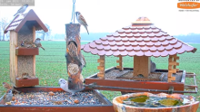 2022_01_29_10_04_08_9_LIVE_Bird_Feeder_Cams_From_Around_the_World_2022_Bird_Watching_HQ_Mozill.png