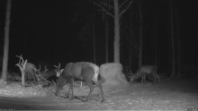 2022_02_02_19_36_18_Hirvekaamera_Saaremaal_Deer_camera_in_Saaremaa_Estonia_Cervus_elaphus_YouT.png