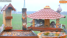 2022_02_06_15_55_59_9_LIVE_Bird_Feeder_Cams_From_Around_the_World_2022_Bird_Watching_HQ_Mozill.png
