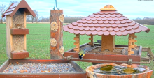 2022_02_14_11_31_33_9_LIVE_Bird_Feeder_Cams_From_Around_the_World_2022_Bird_Watching_HQ_Mozill.png