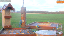 2022_02_19_13_53_53_9_LIVE_Bird_Feeder_Cams_From_Around_the_World_2022_Bird_Watching_HQ_Mozill.png