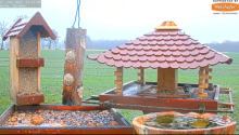 2022_02_21_16_43_14_9_LIVE_Bird_Feeder_Cams_From_Around_the_World_2022_Bird_Watching_HQ_Mozill.png