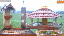 2022_02_21_16_43_56_9_LIVE_Bird_Feeder_Cams_From_Around_the_World_2022_Bird_Watching_HQ_Mozill.png