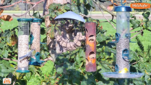 2022_11_04_15_36_14_LIVE_Tree_Bird_Feeder_Cam_High_Quality_3D_Sound_Recke_Germany_YouTube_M.png