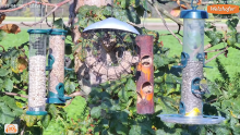 2022_11_04_15_38_47_LIVE_Tree_Bird_Feeder_Cam_High_Quality_3D_Sound_Recke_Germany_YouTube_M.png