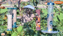 2022_11_04_15_39_08_LIVE_Tree_Bird_Feeder_Cam_High_Quality_3D_Sound_Recke_Germany_YouTube_M.png