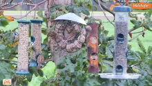 2022_11_07_11_14_01_LIVE_Tree_Bird_Feeder_Cam_High_Quality_3D_Sound_Recke_Germany_YouTube_M.png