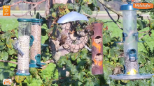 2022_11_14_12_00_48_LIVE_Tree_Bird_Feeder_Cam_High_Quality_3D_Sound_Recke_Germany_YouTube_M.png