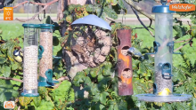 2022_11_14_12_01_09_LIVE_Tree_Bird_Feeder_Cam_High_Quality_3D_Sound_Recke_Germany_YouTube_M.png