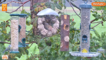 2022_11_17_09_30_30_LIVE_Tree_Bird_Feeder_Cam_High_Quality_3D_Sound_Recke_Germany_YouTube_M.png