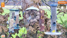 2022_11_27_11_59_24_LIVE_Tree_Bird_Feeder_Cam_High_Quality_3D_Sound_Recke_Germany_YouTube_M.png