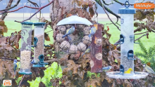 2022_11_28_15_18_55_LIVE_Tree_Bird_Feeder_Cam_High_Quality_3D_Sound_Recke_Germany_YouTube_M.png