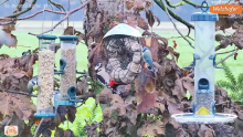 2022_11_30_12_55_39_LIVE_Tree_Bird_Feeder_Cam_High_Quality_3D_Sound_Recke_Germany_YouTube_M.png