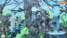 2022_12_02_09_10_38_LIVE_Tree_Bird_Feeder_Cam_High_Quality_3D_Sound_Recke_Germany_YouTube_M.png