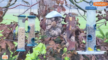 2022_12_02_16_03_11_2_LIVE_Tree_Bird_Feeder_Cam_High_Quality_3D_Sound_Recke_Germany_YouTube.png
