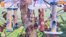 2022_12_10_09_04_29_LIVE_Tree_Bird_Feeder_Cam_High_Quality_3D_Sound_Recke_Germany_YouTube_M.png